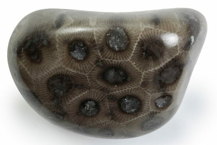 Polished Petoskey Stone (Fossil Coral) - Michigan #383088